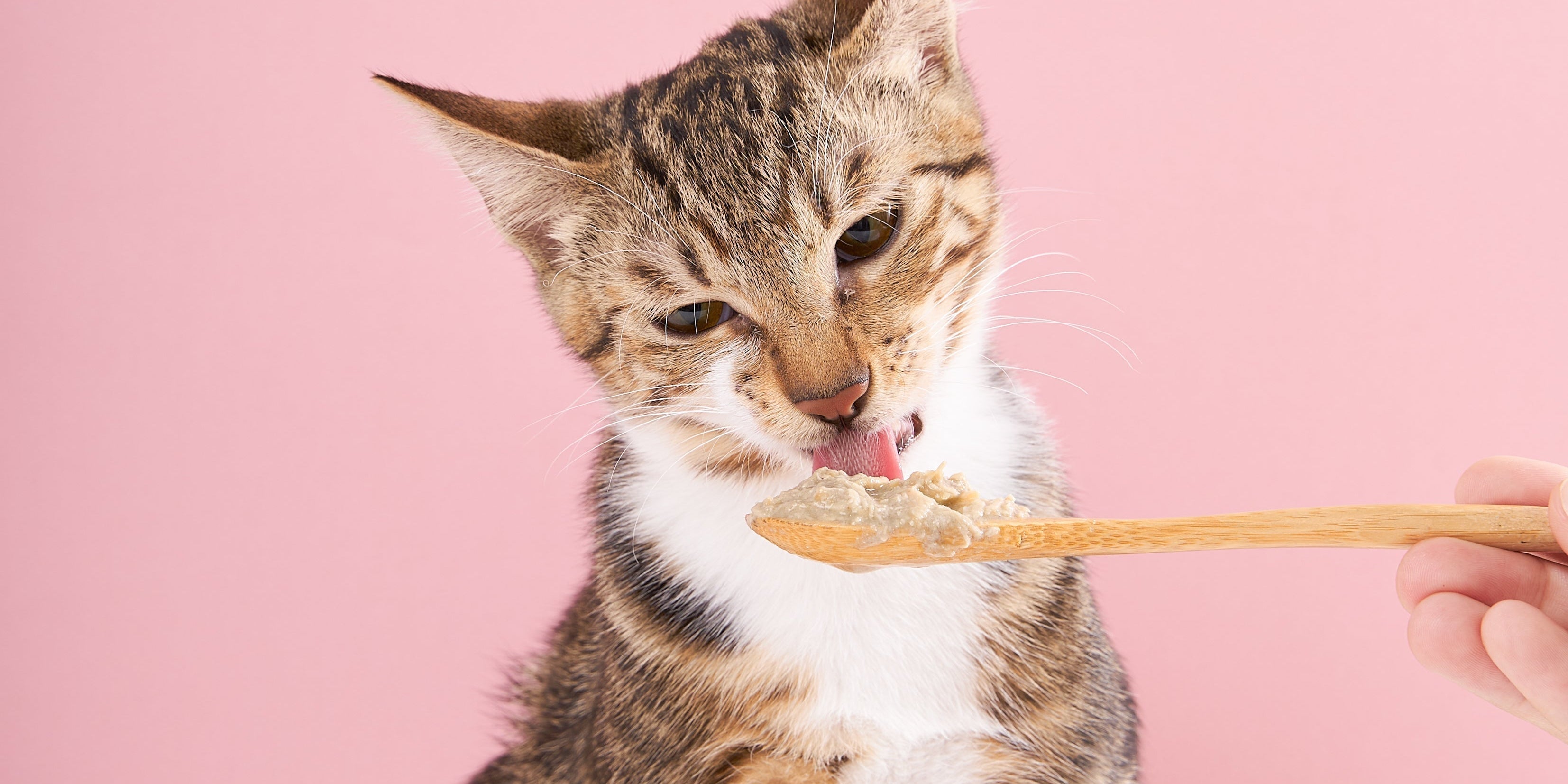 How to Feed Your Cat Right