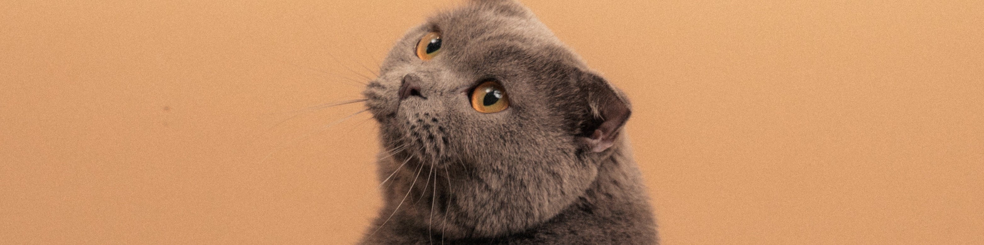 Dsc01038 77674d4c ed81 4055 bf7d c0156ab6d88f