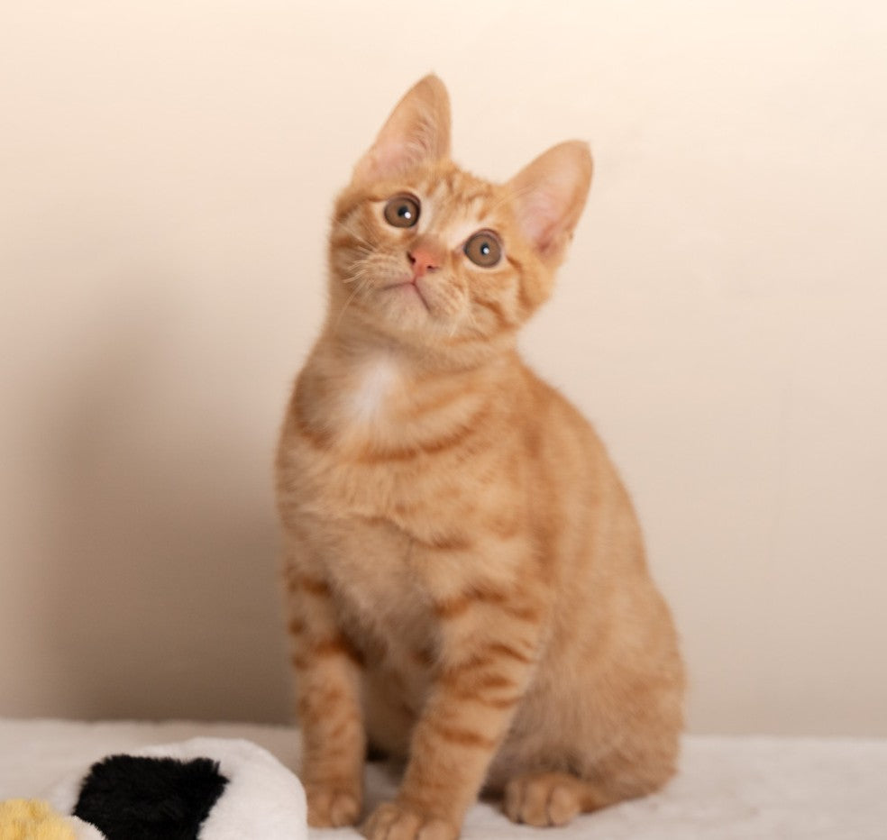 "My picky cat finally found her favorite! I love that this wet food has no gums or weird jelly—just real meat shreds and natural ingredients. It smells like real food, and my cat licks the bowl clean every time. Total game changer!"