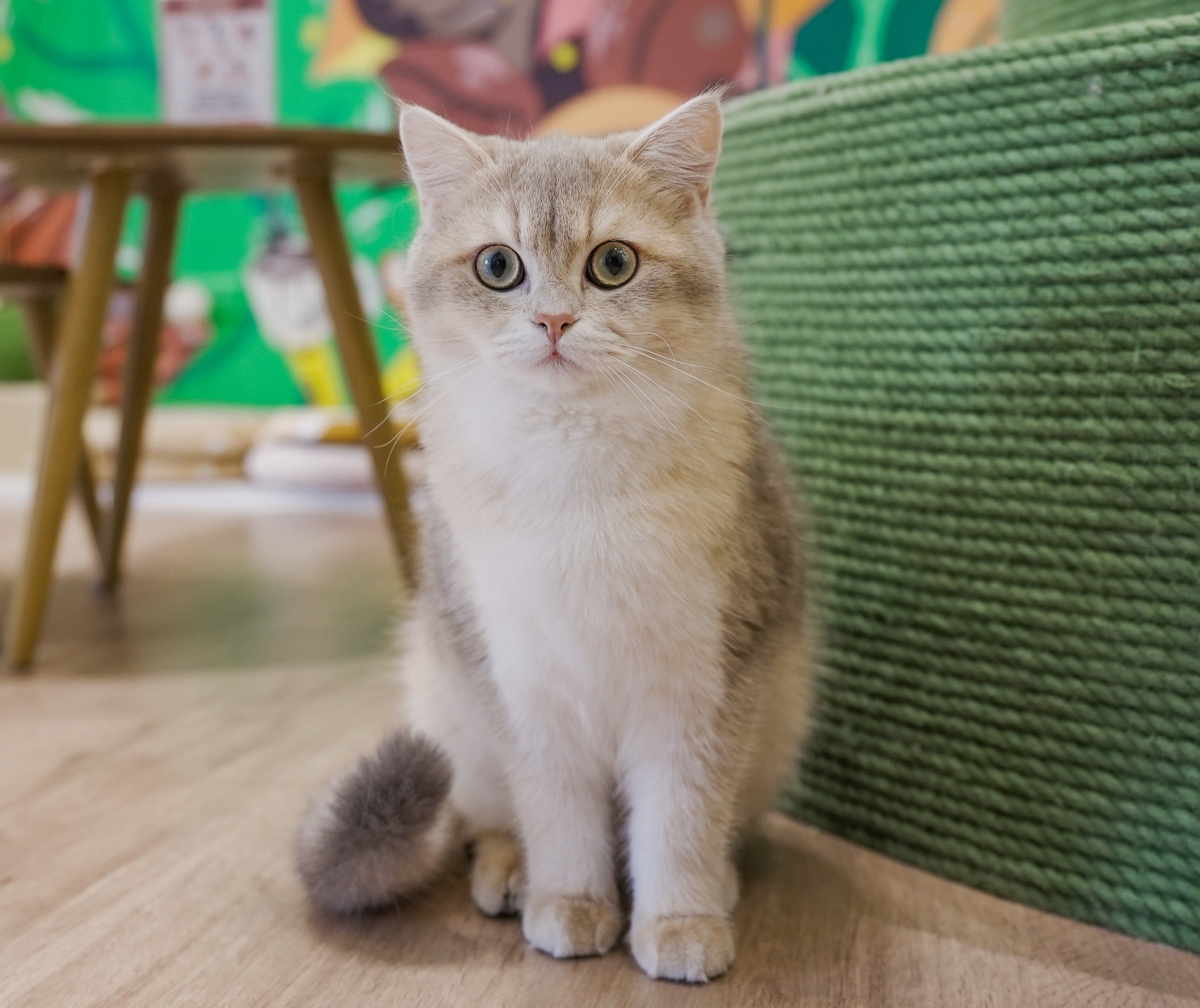 "As a pet parent who reads every label, I’m beyond happy with this wet food. It’s exactly what I’ve been looking for—simple, clean ingredients and no fillers. The meat shreds look fresh and real, and my cat's coat has never looked shinier!"